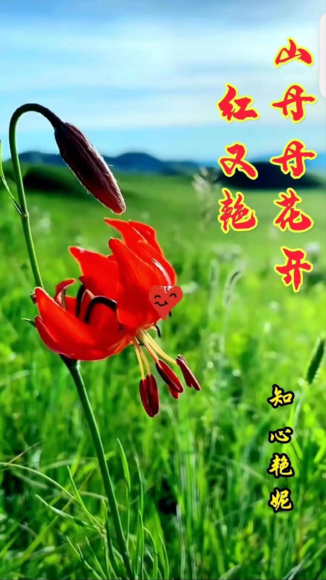 山丹丹花開紅豔豔曲譜簡譜簡譜笛子教唱